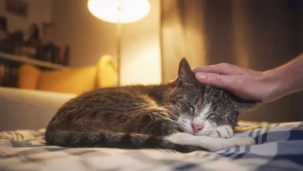 10 Things I Wish I Knew Before Getting a Cat