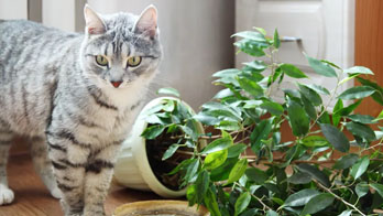 cat proofing