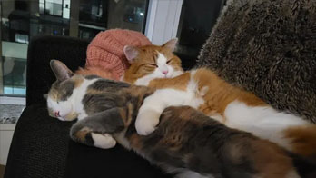 cat cuddles